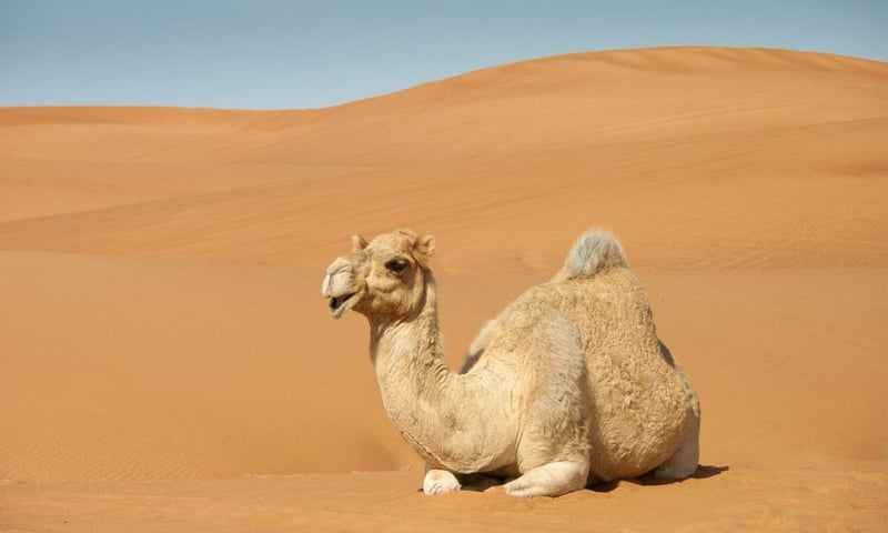 Camel Riding