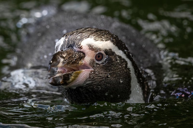 Penguins in the wild